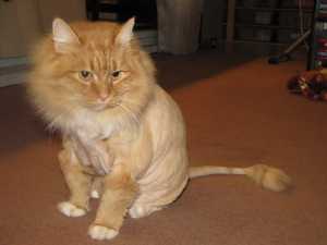 Okay, he looks a bit grumpy here--getting his hair cut always made him a little annoyed with his people. He really was one of the best cats to ever grace this earth. I loved him dearly and am very grateful I got to spend the time I did with him.