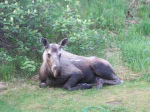 We are a perfect mid-hill resting point for many Anchorage moose.