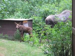 One momma just loves to have her babies in our backyard.