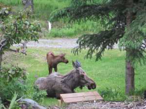 The wood in the photo is top of a stairs Walt leading to our front yard garden. I have actually seen moose use them!