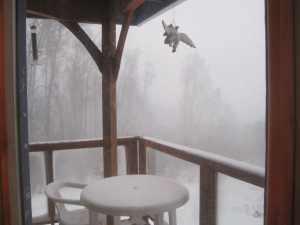 Snow Storm Homer, Alaska 2014