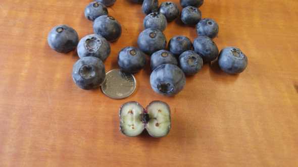 Berries